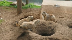 prairie-dog-801551_640
